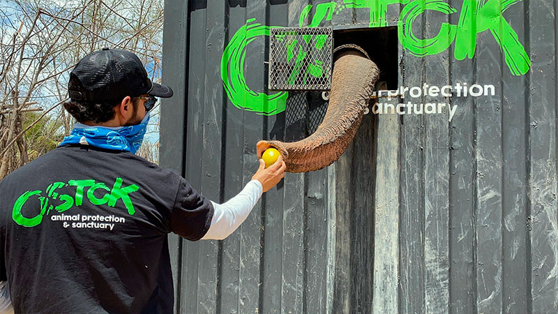 Alrededor de 700 animales silvestres emprenderán uno de los éxodos más grandes de la historia, en Sinaloa