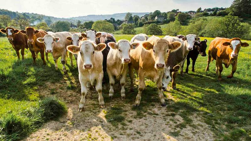 El problema del gusano barrenador del ganado que afecta a México: Dr. Jaime Alcalá Gómez