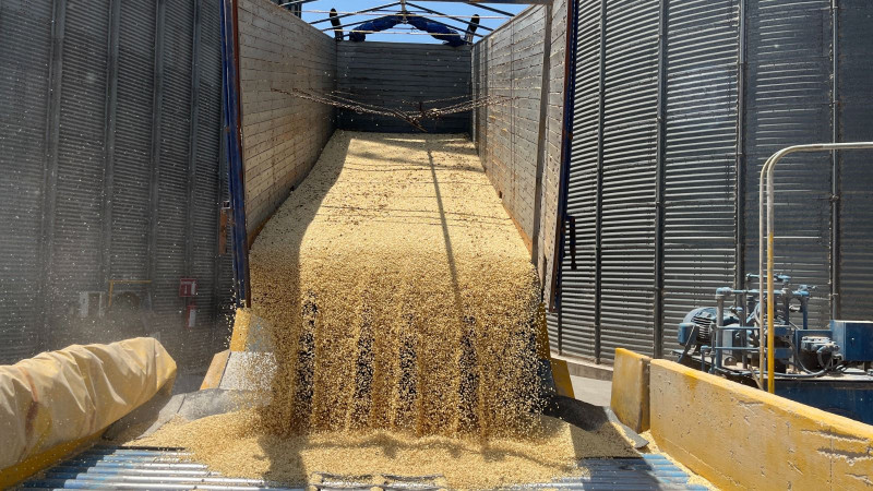 Logran empresas multinacionales título de 97% de semillas en México en primer trimestre