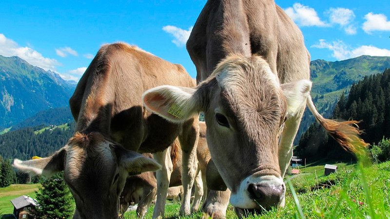 México y EEUU mantienen diálogo por plaga de gusano barrenador, asegura Sheinbaum