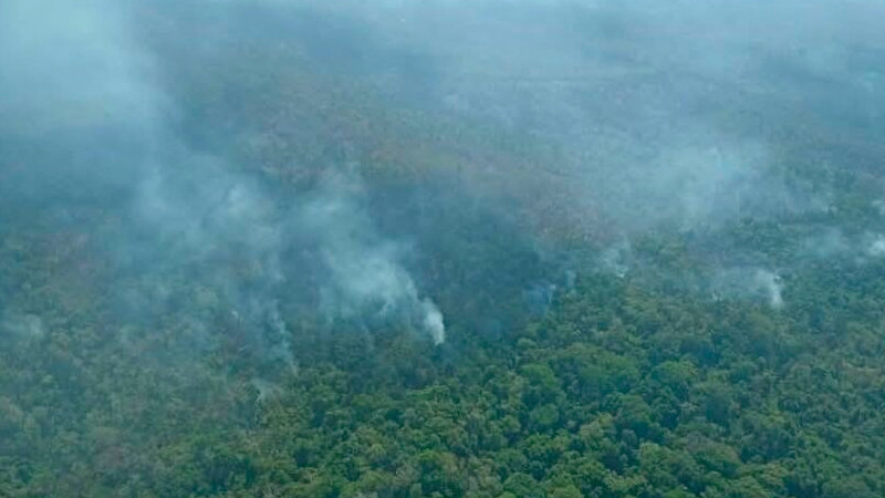 Incendio forestal arrasa 826 hectáreas de Selva Lacandona en Chiapas