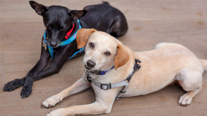 Realiza la Secretaría de Servicios Públicos Municipales de Corregidora la Jornada de Adopción “Cambiando Vidas”