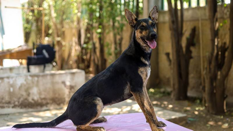 Invita Gobierno de Morelia a feria de adopción