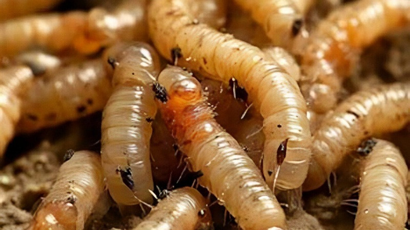 Van 11 casos de Miasis en Chiapas por gusano barrenador