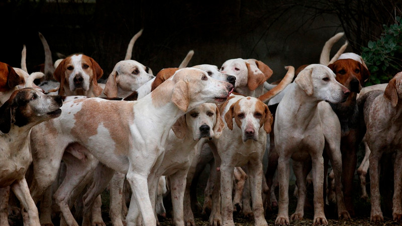 Emiten recomendaciones para proteger a lomitos en temporada de lluvias