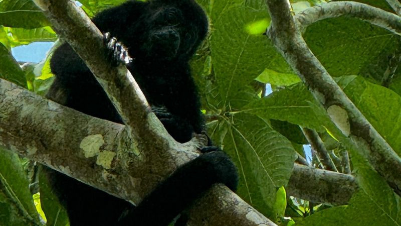 La AZCARM, El Aullido del Mono y población civil arrancan plan para salvar al mono saraguato