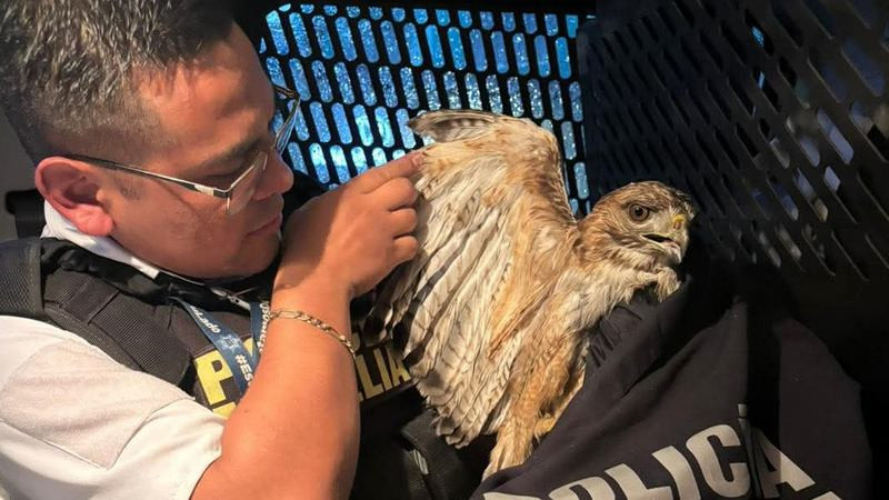 Policía de Morelia rescata halcón cola roja en situación vulnerable