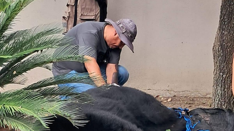 Capturan a oso de gran tamaño en vivienda de Allende, Nuevo León 