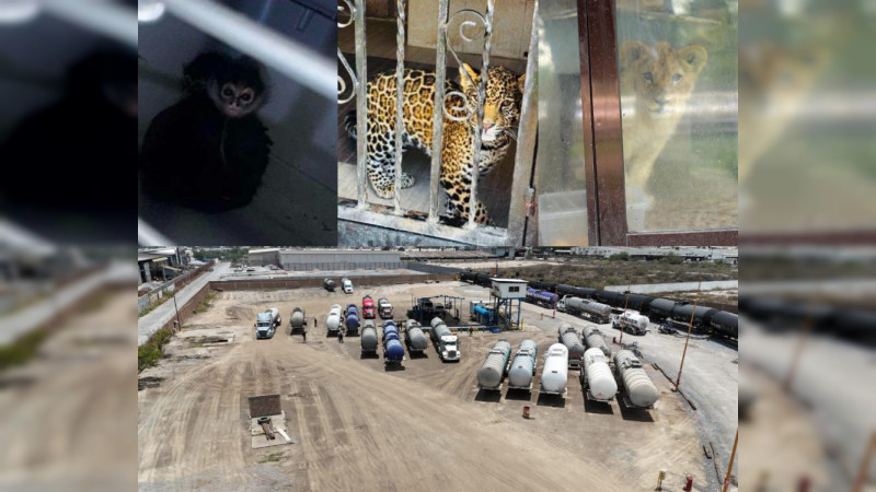 Un zoológico particular y restaurantes de lujo como fachadas de operaciones criminales: Los excesos del huachicol que salieron a la luz tras golpe de Gertz Manero y Harfuch