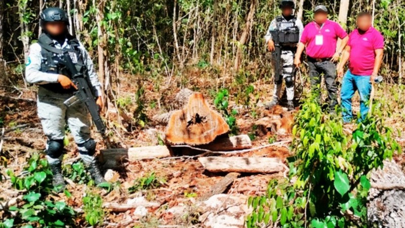 Profepa detecta 2 mil 600 hectáreas de selva taladas por grupos menonitas en Yucatán, Campeche y Quintana Roo