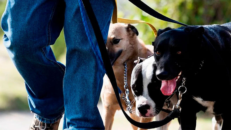 Recibe el IMCA de Corregidora 8 denuncias ciudadanas por el supuesto maltrato animal en contra de un paseador de perros 