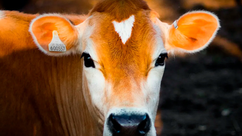 Sheinbaum busca acelerar reapertura de frontera para exportación de ganado