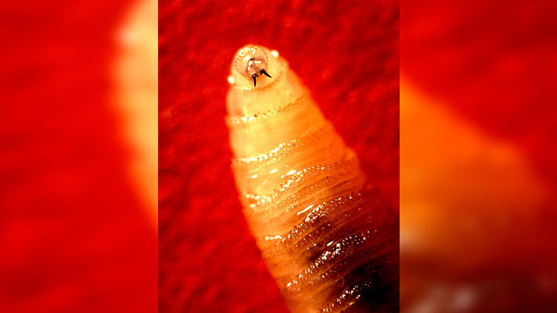 Bovinos, perros y caballos, encabezan la lista de los más afectados por gusano barrenador 