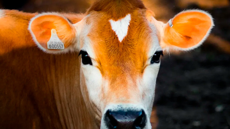 Casos de gusano barrenador en México a la baja desde junio, afirma Senasica