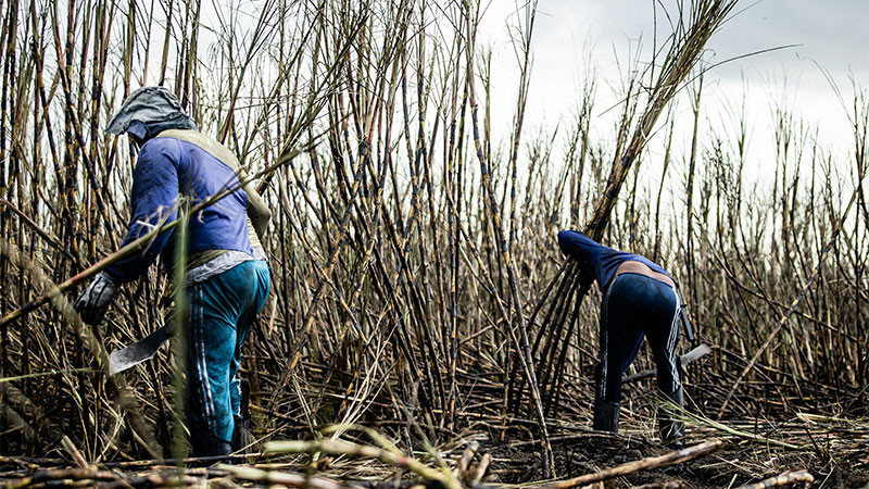 Gusano barrenador acaba con hectáreas de caña en Veracruz