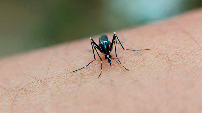 Confirman 33 nuevos casos de dengue en una semana en Jalisco 