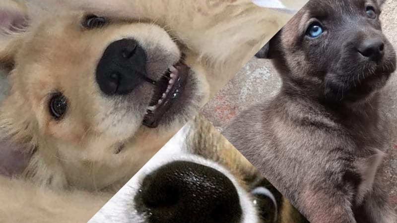 Día Mundial del Perro: asociaciones llaman a reflexionar sobre abandono y maltrato animal