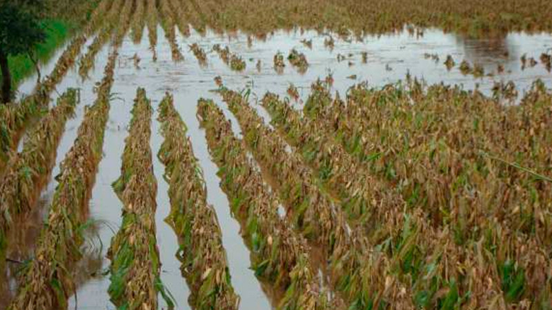 En riesgo más de 11 mil hectáreas de cultivo en Michoacán, ante posibilidad de desbordamiento de río Lerma