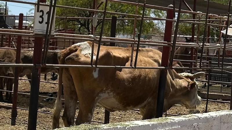 Necesario aplicar principio precautorio en importaciones ante amenaza de gusano barrenador