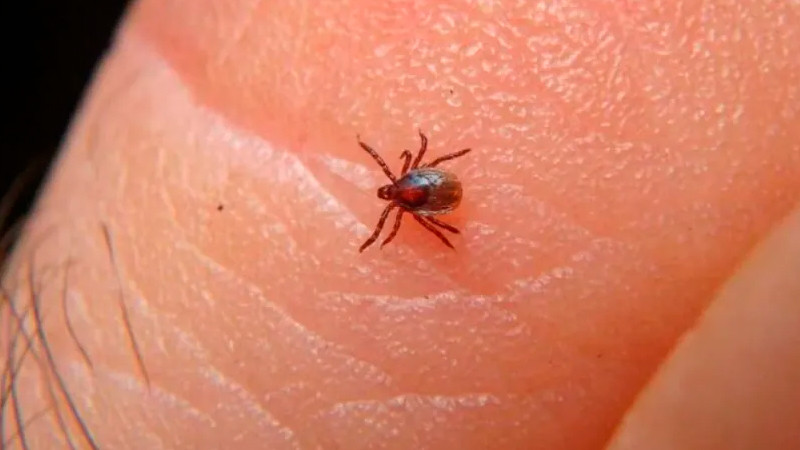 Suman 40 muertes por Rickettsia en México