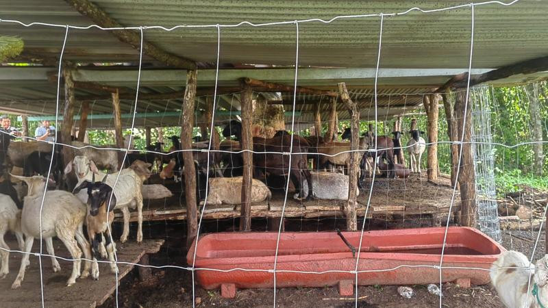Embarga Gobierno de México 120 animales sin documentación en Oaxaca