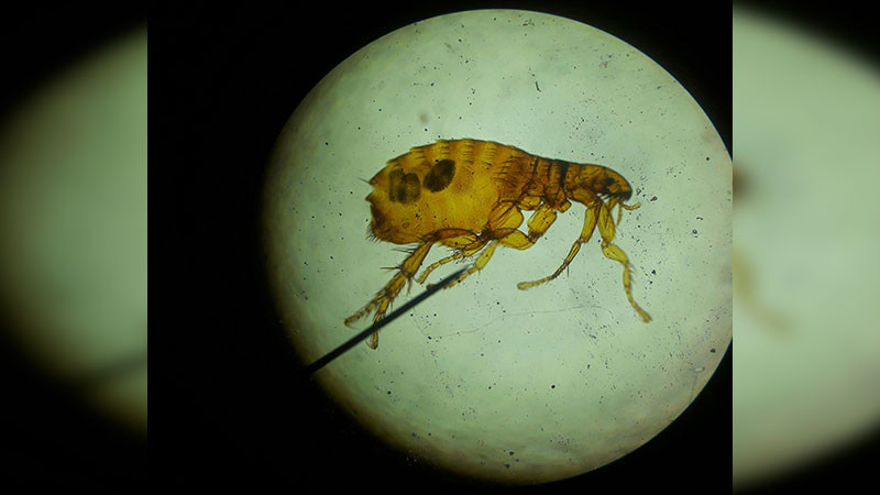 Sujeto dio positivo a peste en California, Estados Unidos; teorías preliminares indican que pudo contagiarse por una pulga infectada 