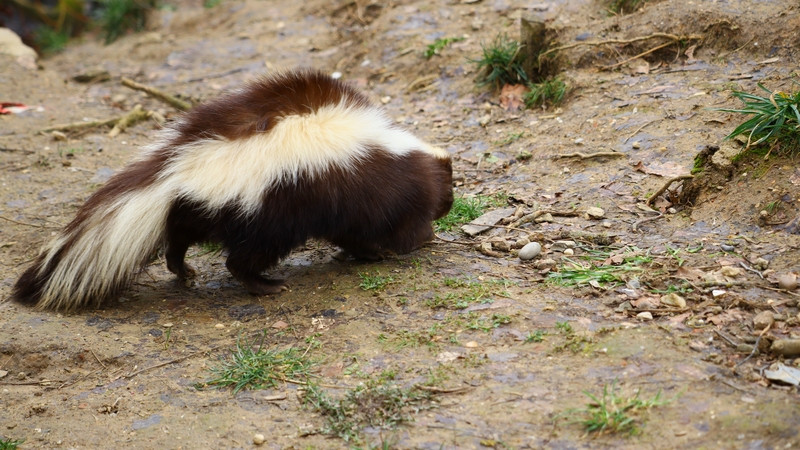 Alerta en Zacatecas: joven de 17 años muere tras contraer rabia por mordedura de zorrillo; es el primer caso desde 1987