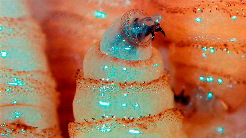 Confirman segundo caso de miasis por gusano barrenador en humano en Yucatán