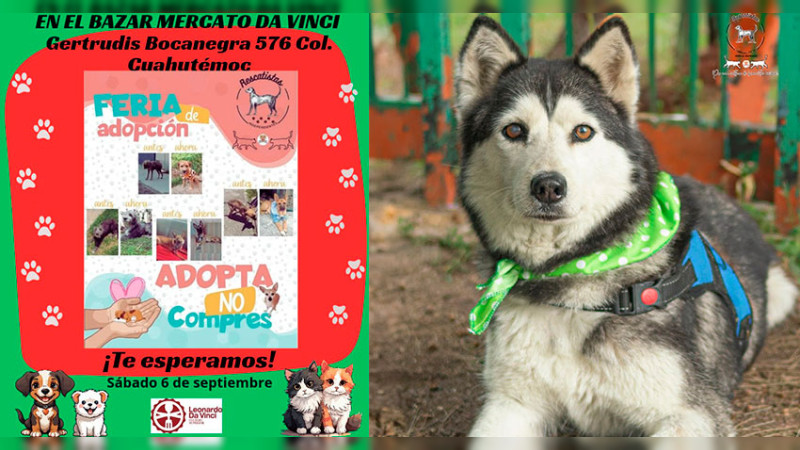 Amor, vacunas y adopciones: Morelia vivirá un fin de semana peludo con Rescatistas Independientes de Michoacán 