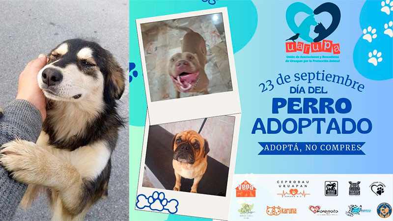 23 de septiembre: Día del Perro Adoptado, rescates rebasan 80% adopciones