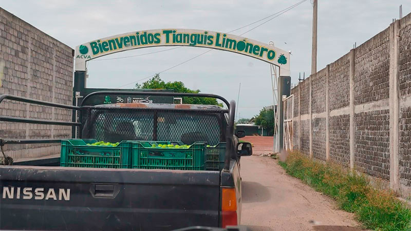 Citricultores de Apatzingán exigen acción ante la creciente inseguridad: 