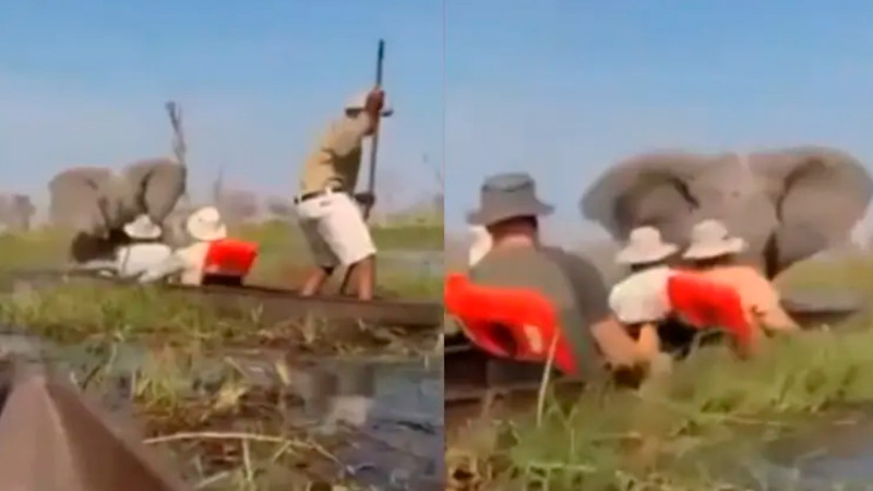 Elefante enfurecido ataca a turistas en safari de Botswana