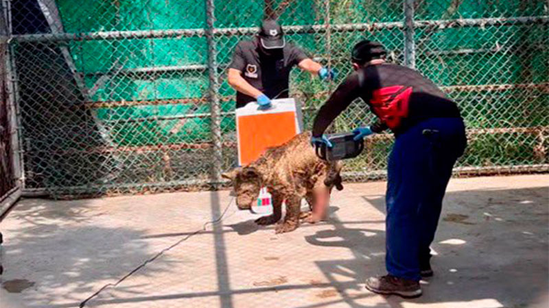 Trasladan a la osa Mina a la Fundación Invictus para ser tratada por especialistas