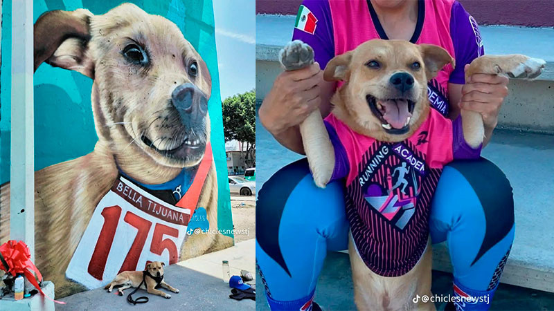 Fallece el famoso corredor canino “El Chicles” en Tijuana