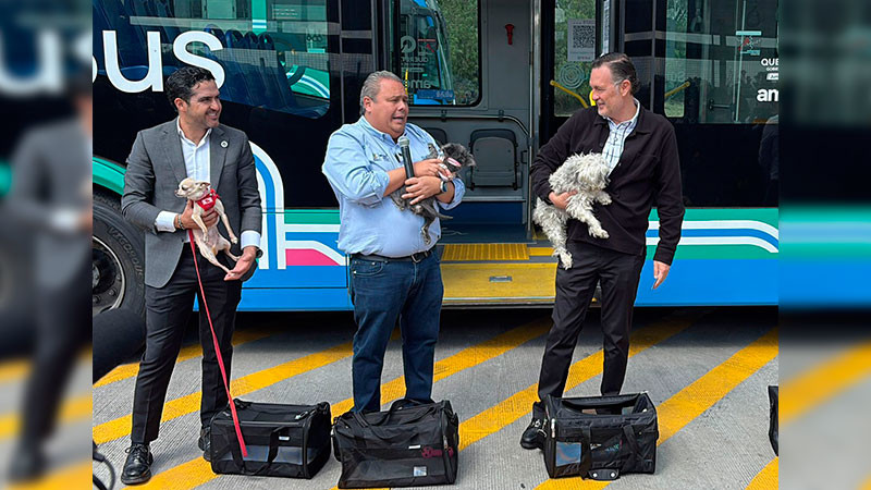 Viajarán mascotas en QroBús, también tendrán su credencial 