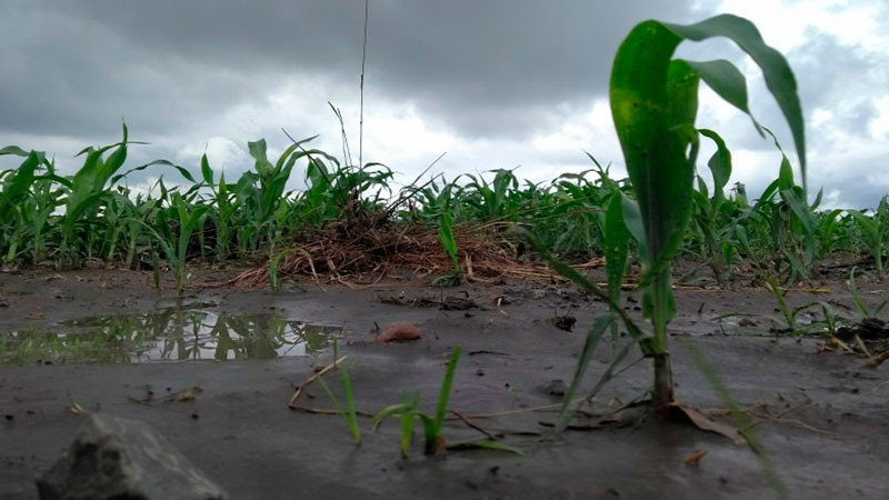 Desbordamiento de la presa La Soledad, deja afectaciones en al menos 155 hectáreas agrícolas en Tolimán, Querétaro 