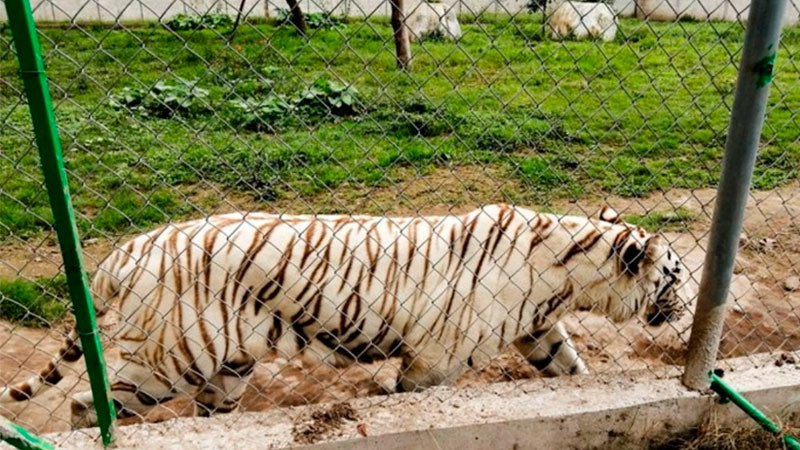 Se escapa tigre de bengala de Parque de Xicotepec, Puebla tras fuertes lluvias