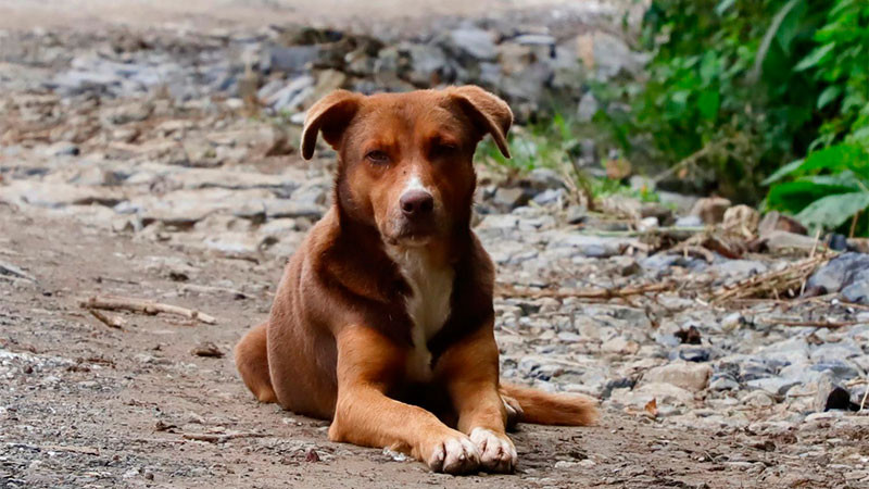 Abrirán centro de acopio para ayudar a animales domésticos de la Sierra Gorda de Querétaro