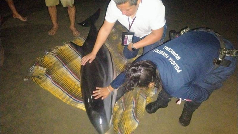 Rescatan y liberan a delfín varado en Playa Tortuga, Lázaro Cárdenas, Michoacán