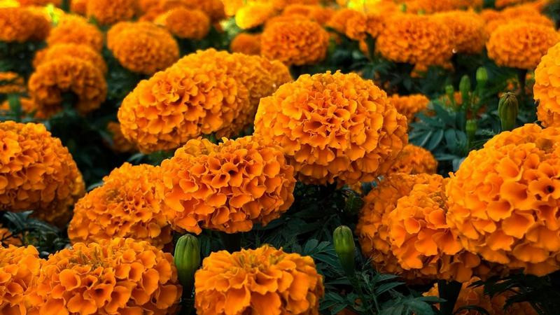 Lista flor de cempasúchil que adornará plazas y jardínes de la ciudad de Querétaro