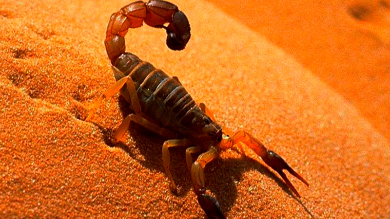 Niña pierde la vida por picadura de alacrán en Hermosillo, Sonora; hospital no contaba con antídoto