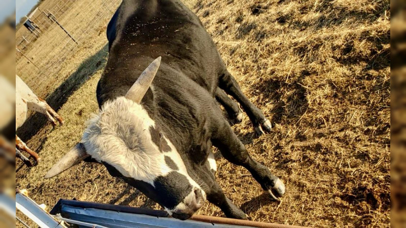 Detectan segundo caso de gusano barrenador en Querétaro 