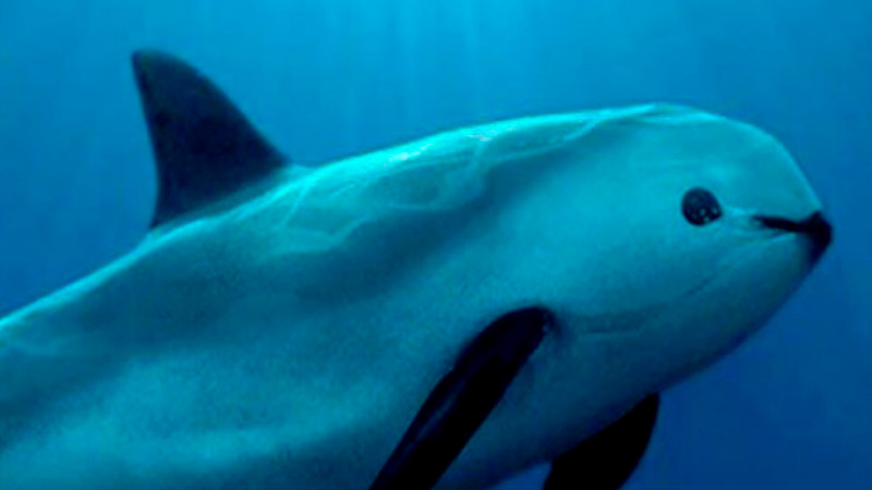 Confirman avistamiento de entre 7 y 10 ejemplares de vaquita marina