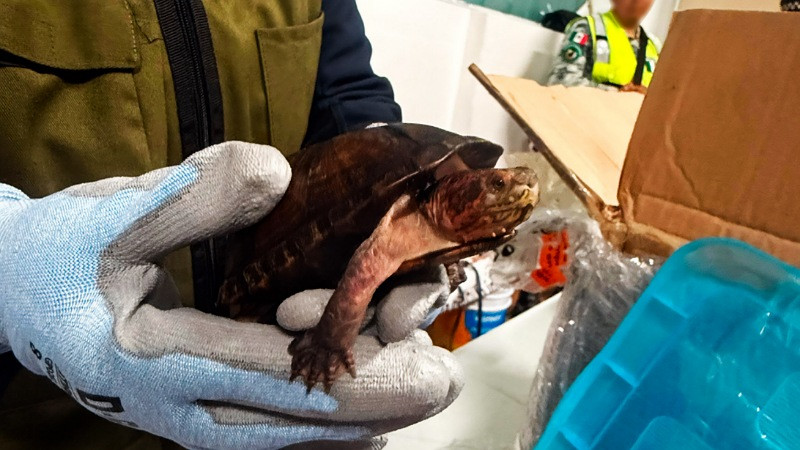 Interceptan 774 tortugas en Aeropuerto de Tijuana; iban a ser tráficadas