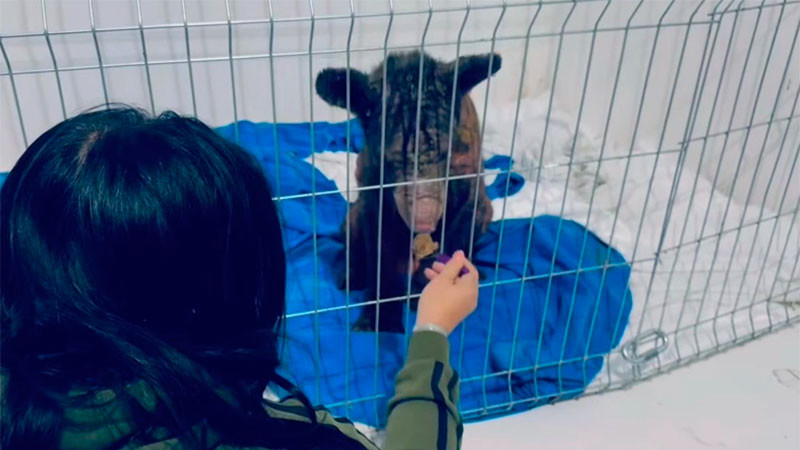 Presenta mejorías en su salud 