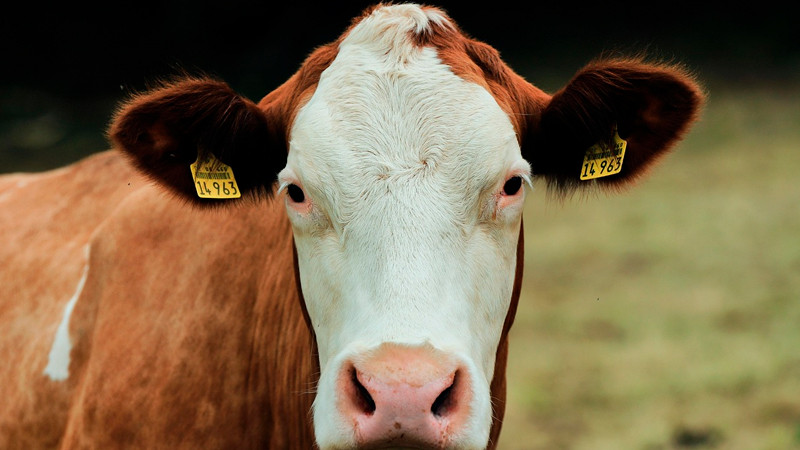 México invierte más de 2 mil mdp en contención del gusano barrenador